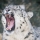 Snow_Leopard
