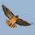 Hovering Hawk
