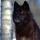 black_wolf 