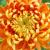 chrysanthemums