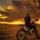 phoenix03